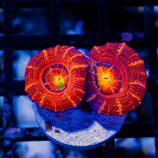 Super Ultra Acan Frag - Reef Exclusive MA LLC