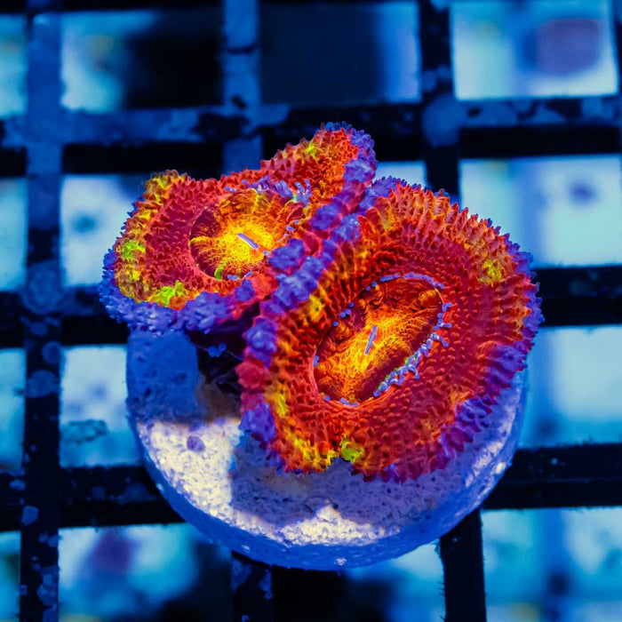 Super Ultra Acan Frag - Reef Exclusive MA LLC