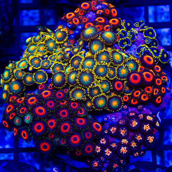 Super Ultra Bright Mix Zoas Colony - Reef Exclusive MA LLC