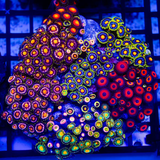 Super Ultra Bright Mix Zoas Colony - Reef Exclusive MA LLC