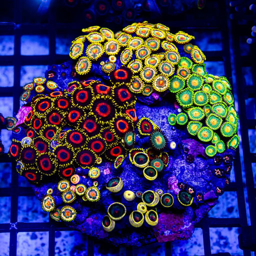 Super Ultra Bright Mix Zoas Colony - Reef Exclusive MA LLC