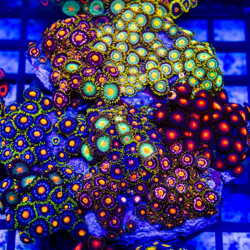 Super Ultra Bright Mix Zoas Colony - Reef Exclusive MA LLC