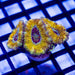 Super Ultra Orange Rainbow Acan - Reef Exclusive MA LLC