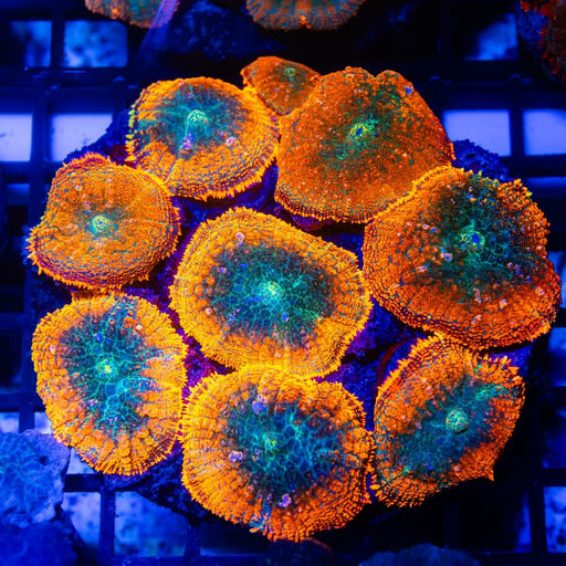 Super Ultra Rhodactis Colony - Reef Exclusive MA LLC