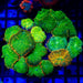 Super Ultra Rhodactis Colony - Reef Exclusive MA LLC