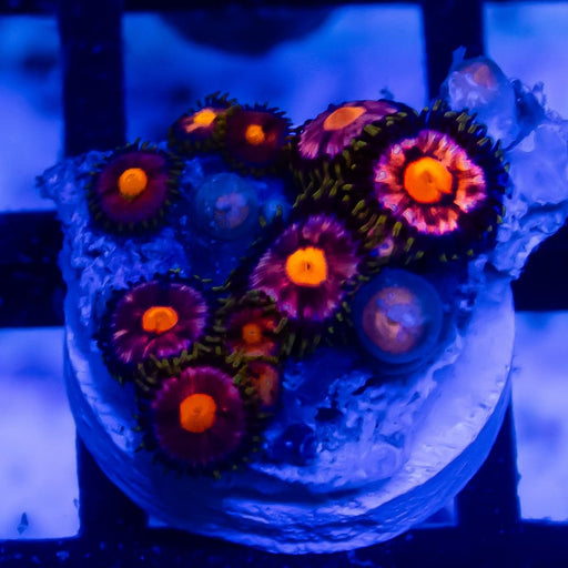 Super Ultra Zoas - Reef Exclusive MA LLC