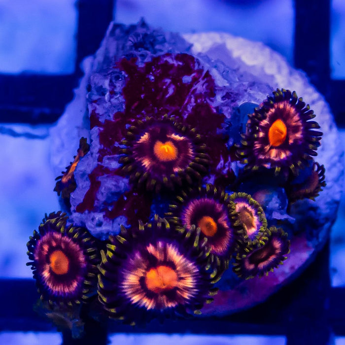 Super Ultra Zoas - Reef Exclusive MA LLC