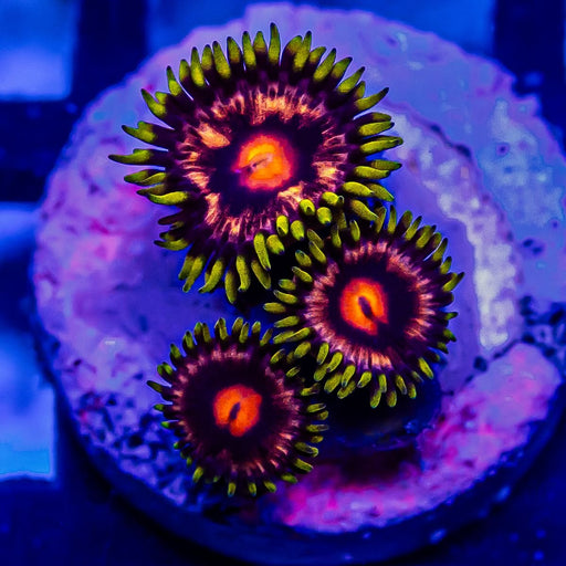 Super Ultra Zoas - Reef Exclusive MA LLC