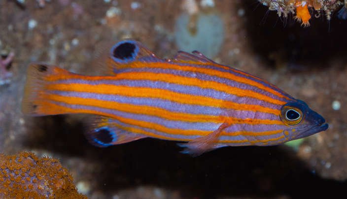 Swales Swissguard Basslet (Liopropoma Swalesi) - Reef Exclusive MA LLC