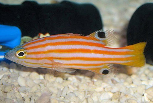 Swales Swissguard Basslet (Liopropoma Swalesi) - Reef Exclusive MA LLC