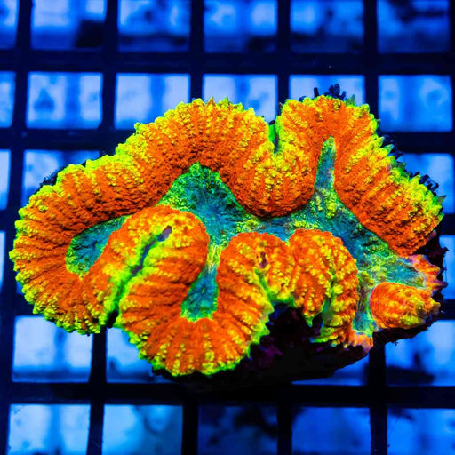 Symphyllia Super Ultra - Reef Exclusive MA LLC