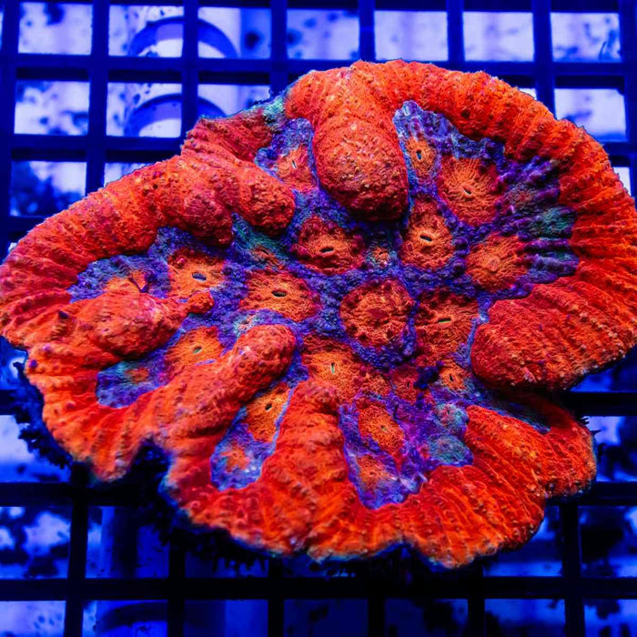 Symphyllia Super Ultra - Reef Exclusive MA LLC