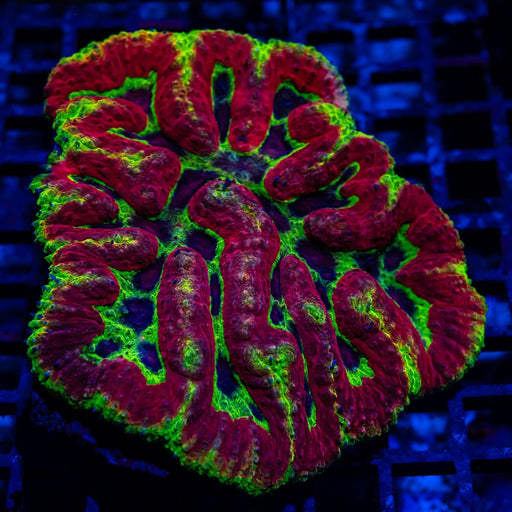 Symphyllia Ultra - Reef Exclusive MA LLC