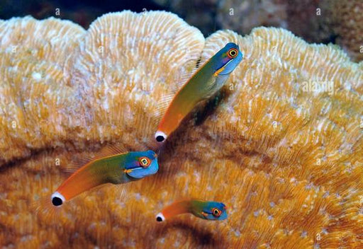 Tail Spot Blenny (Ecsenius Stigmatura) - Reef Exclusive MA LLC