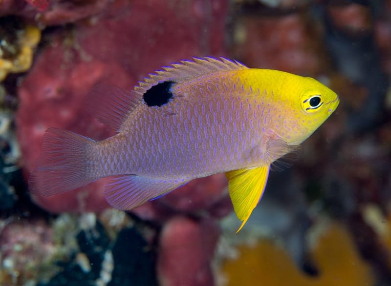 Talbot's Damselfish (Chrysiptera Talboti) - Reef Exclusive MA LLC