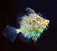 Tassle Filefish (Chaetodermis penicilligerus) - Reef Exclusive MA LLC