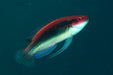 Temmincki Fairy Wrasse (Cirrhilabrus temminckii) - Reef Exclusive MA LLC