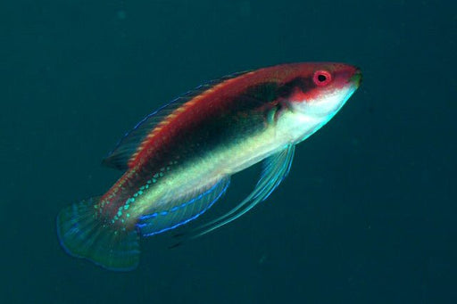 Temmincki Fairy Wrasse (Cirrhilabrus temminckii) - Reef Exclusive MA LLC