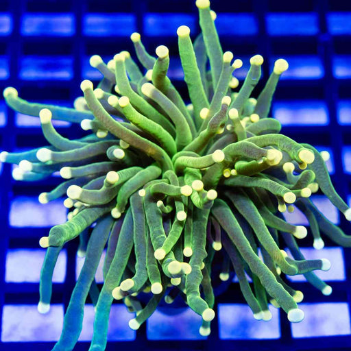 Thick Green Polyp Yellow Tips Torch - Reef Exclusive MA LLC