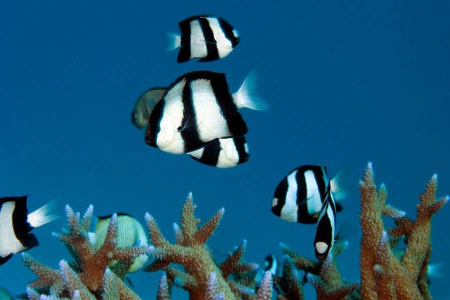 Three Stripe Damselfish (Dascyllus Aruanus) - Reef Exclusive MA LLC