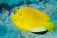 Threespot Angelfish (Apolemichthys Trimaculatus) - Reef Exclusive MA LLC