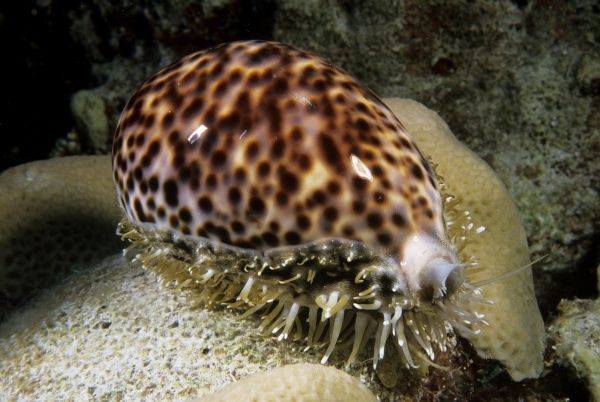 Tiger Cowrie (Cyprae Tigris) - Reef Exclusive MA LLC