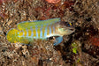 Tiger Jawfish (Opistognathus Randalli) - Reef Exclusive MA LLC