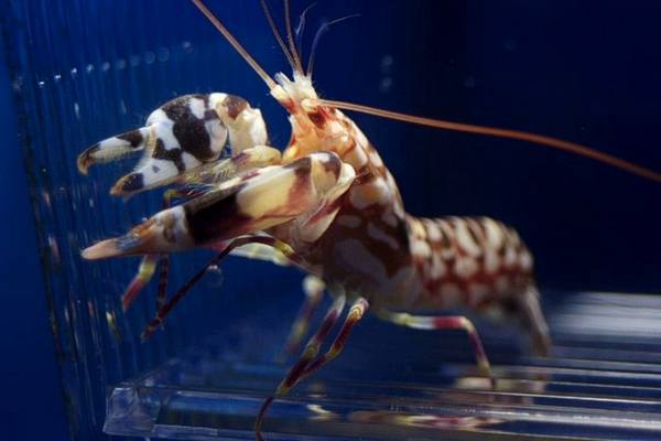 Tiger Pistol Shrimp (Alpheus Bellulus) - Reef Exclusive MA LLC