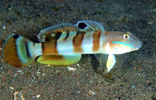 Tiger Watchman Goby (Valenciennea Wardii) - Reef Exclusive MA LLC