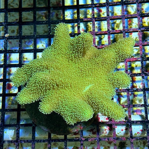 TOADSTOOL LEATHER CORAL - Reef Exclusive MA LLC