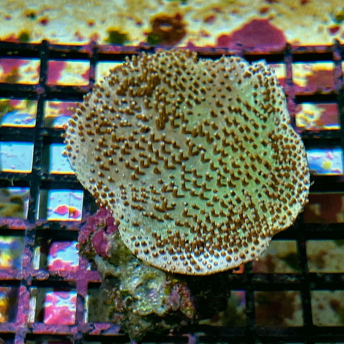 TOADSTOOL LEATHER CORAL - Reef Exclusive MA LLC