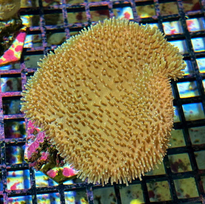 TOADSTOOL LEATHER CORAL - Reef Exclusive MA LLC