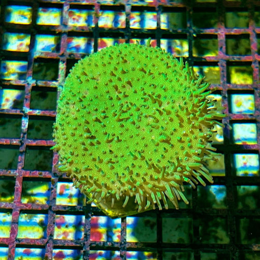 TOADSTOOL LEATHER CORAL (Green) - Reef Exclusive MA LLC