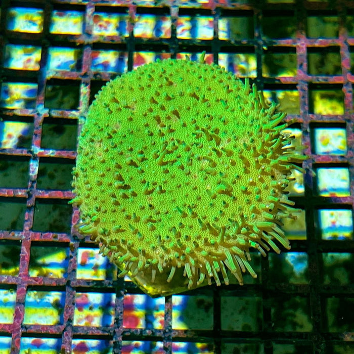 TOADSTOOL LEATHER CORAL (Green) - Reef Exclusive MA LLC