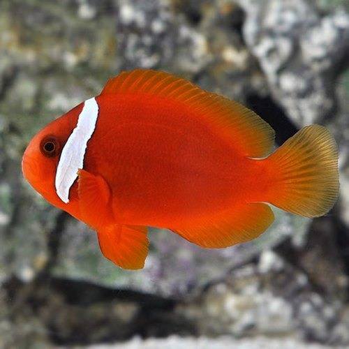 Tomato Clownfish (Amphiprion Frenatus) - Reef Exclusive MA LLC