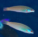 Torpedo Wrasse (Pseudocoris Yamashiroi) Female - Reef Exclusive MA LLC