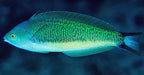 Torpedo Wrasse (Pseudocoris Yamashiroiis) Male - Reef Exclusive MA LLC