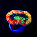 Trachyphyllia Rainbow Green Eye - Reef Exclusive MA LLC