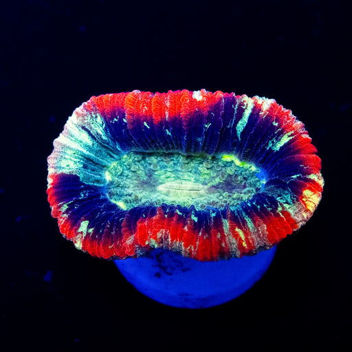 Trachyphyllia Rainbow Neon Eye - Reef Exclusive MA LLC