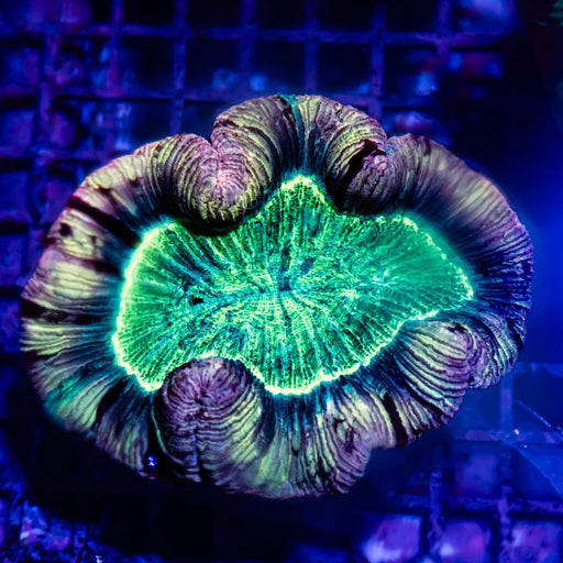 Trachyphyllia Ultra Сolored - Reef Exclusive MA LLC