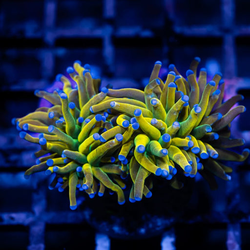 Tricolor Rapunzel Torch - Reef Exclusive MA LLC