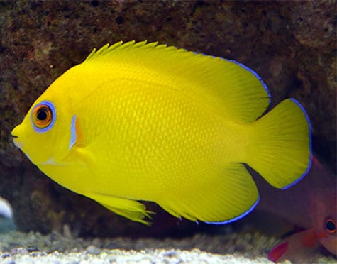 True Lemonpeel Angelfish (Centropyge Flavissima) - Reef Exclusive MA LLC