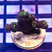 Tubastrea Black Green - Reef Exclusive MA LLC