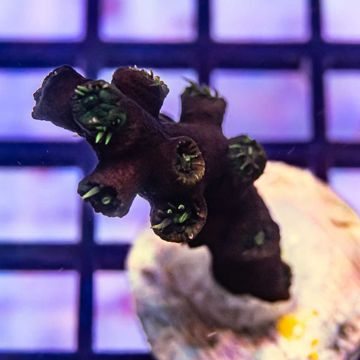 Tubastrea Black Green - Reef Exclusive MA LLC