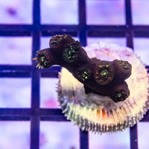 Tubastrea Black Green - Reef Exclusive MA LLC