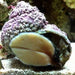 Turbo Snail (Turbo Fluctuosa) - Reef Exclusive MA LLC