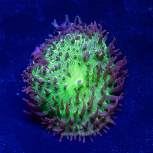 Turquoise Blue Rhodactis - Reef Exclusive MA LLC