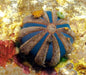 Tuxedo Urchin (Mespilia globulus) - Reef Exclusive MA LLC