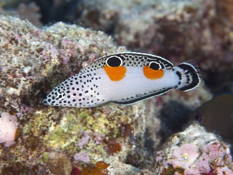 Twin Spot Wrasse (Coris Aygula) - Reef Exclusive MA LLC