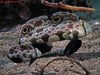 Two Spot Goby (Signigobius Biocellatus) - Reef Exclusive MA LLC